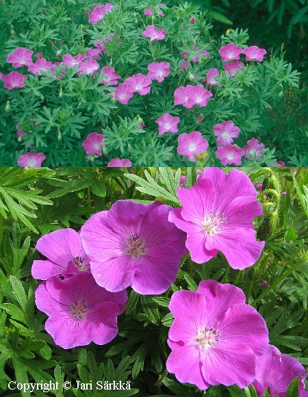  Geranium sanguineum 